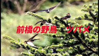 前橋の野鳥(ツバメ)2020年9月14日＠赤城山鳥居峠