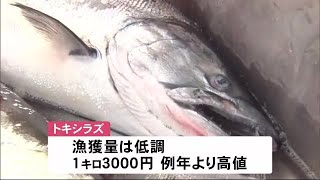 季節外れの”トキシラズ” 定置網漁まもなく最盛期 ここ数年不漁が続く中 競りは例年より高値で取り引き (23/06/04 12:30)