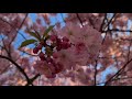 ஸ்வீடனில் பூங்கா cherry blossom stockholm europe series ep 4 tamil vlog es vlogs