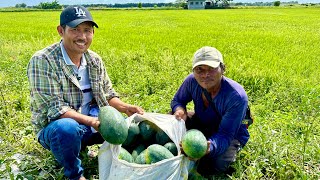 Kumita pa ng Half Million! Nagtanim lang ng Watermelon sa Dike ng Palayan