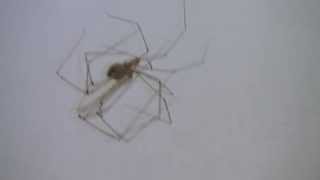 Daddy Long-Legs Spiders Mating