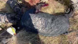 Pig chasing nsw BIG BOARS