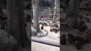 高崎山自然動物園　お猿さん