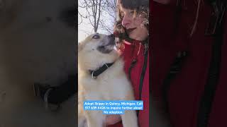 Adopt Skippy in Quincy, Michigan. Call 517 639 4426 to inquire further about his adoption.