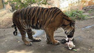 スマトラトラの様子をお届け【‎2024年‎】【未公開編】【上野動物園】