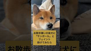 結構言葉が通じてたw #柴犬 #柴犬のいる暮らし #shibainu #拒否柴 #おもしろ犬