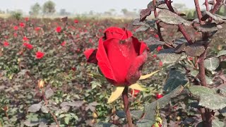 Phool Mandi Lahore, Wholesale Flowers || Sasty Phoolon Wali Market