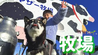 豆柴と3歳息子と家族みんなでマザー牧場へ！【柴犬】Shiba inu and my son