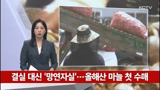 결실 대신 '망연자실'…올해산 마늘 첫 수매