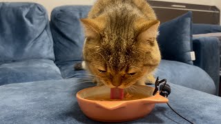 【ASMR】鮭と人参のスープをがぶ飲みする猫の咀嚼音