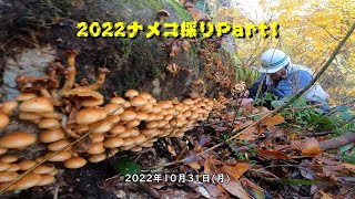 2022ナメコ採りPart1