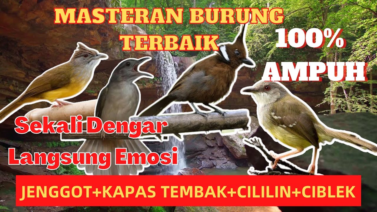 MASTERAN TERBAIK MURAI BATU CUCAK IJO ISIAN JENGGOT, KAPAS TEMBAK ...