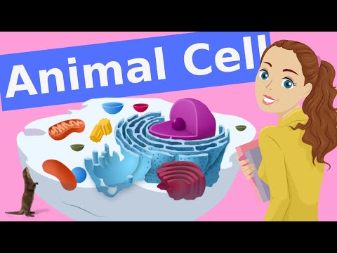 What is the mitochondrion in an animal cell?