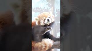 お顔クシクシからのスヤァ( a red panda washes his face and go sleep)