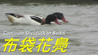 Common Shelduck in Budai, Chiayi, Taiwan