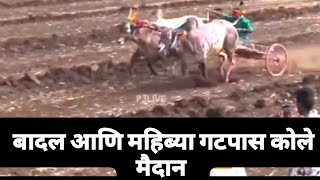 महिब्या आणि बादल गटपास कोले मैदान | kole maidan | bakasur6300 | badal-mahibya gatpass |#बकासुर6300