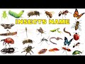 Insects name|Insects|Insects name for kids| Insects name in English|Name of Insects #insects