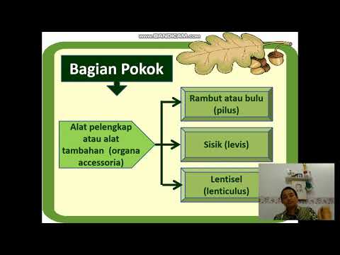 Video Materi Kormus Dan Bagian Bagiannya - YouTube