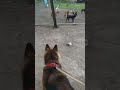 Agressive German shepherd attack on street dog street dog vs German shepherd dog fight 1v1