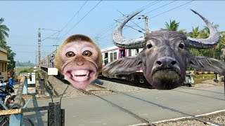 Dangerous Buffalo \u0026 Monkey Headed ICF EMU Local Furious Crossing At Railgate