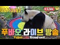 24년 12월 02일 푸바오 영상 라이브 방송(24.12.02 Fubao Live Broad Cast) : 그네바오랑 새로 친해지는 푸바오~❤❤