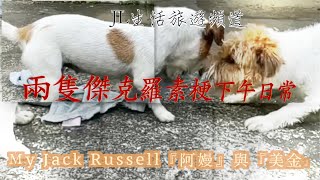 傑克羅素梗Jack Russell 阿嫚與美金下午日常,無需買什麼玩具,一條破毛巾就搞定了！｜傑克羅素梗｜｜Jack Russell｜｜毛小孩｜【My Jack Russell】阿嫚與美金下午日常