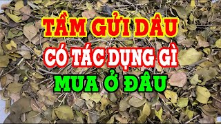 Tầm gửi dâu ( Tang ký sinh ) - Tầm gửi cây dâu có tác dụng gì - Mua tầm gửi cây dâu ở đâu