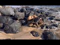 Beaver Dog Shreds Log in the Ocean, Rescue Dog Loves Big Sticks aka Trees, Maui Beach Hawaii 2024