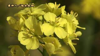 2008年3月11日 南房総 千倉 白間津の花畑