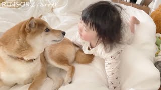 朝なかなか起きない柴犬さんも怪獣娘の笑い声でお目覚めしました