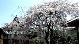 2012/4/4無量寺のしだれ桜2