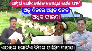 Boer goat farming odisha ସୌରଚାଳିତ ବୋୟର ଛେଳି ଚାଷ ଲକ୍ଷାଧିକ ଲାଭ