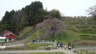 三春滝桜　2012年4月22日 午前6時30分 #3