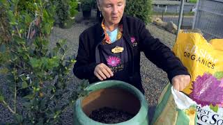 Potting a Camellia with Deby