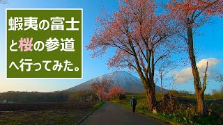 【北海道ドライブ】蝦夷の富士と桜の参道へ行ってみた。【真狩神社参道～羊蹄山自然公園・真狩村】