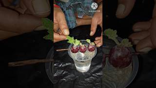 Best way to grow grape at home//Tips grow grape supper fast from the tops off#short#grape.