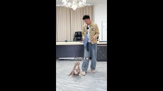 #恶霸犬 哼哼毕业考试??#南京皇冠宠物学校 #壹陸训犬