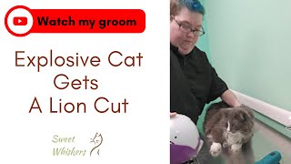 Explosive Cat Gets A Lion Cut