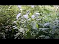 stinging nettles harvest. a tip as it continues. wild edibles.