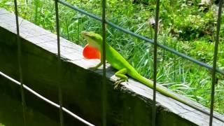 The Carolina anole (Anolis carolinensis)