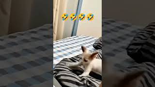 parah sih nih 🤣🤣# funny video # cat#