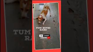 Tum ruthi raho #song #music #hindisong #oldsong #dog #petsworld #pets #worldpetslover