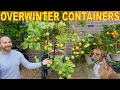 How To OVERWINTER POTTED PLANTS Easier Than Bringing Plants Indoors