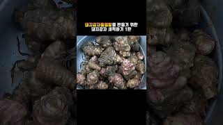 돼지감자통밀빵 을 만들기 위한 돼지감자 세척하기 1탄