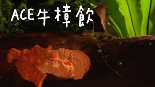 艾多美 ACE牛樟飲詳細介紹-台灣喬本生醫【Atomy 애터미】2022