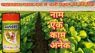 Rapigro। Plant growth tonic। isagro rapigro। kharpatwar nashi dawa se jali fasal ko kaise thik Karen