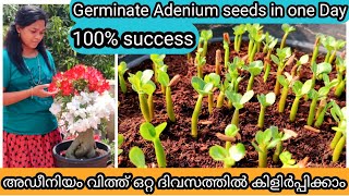 Adenium Seed Propagation in One Day | 3 Methods | അഡീനിയം വിത്ത് എളുപ്പത്തിൽ കിളിർപ്പിക്കാം