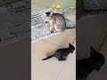 ആ ക്ലാസ്സ്‌ നമ്പർ പറയ് അമ്മേ 🤣 cat catcomedy kittens catlover catvideos simba