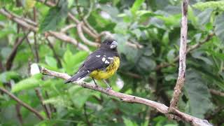 Pheucticus Aureoventris | Black-backed Grosbeak | Bababuy ó Picogordo Pechinegro