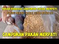 RAHASIA CAMPURAN PAKAN BURUNG MERPATI AGAR CEPAT GEMUK